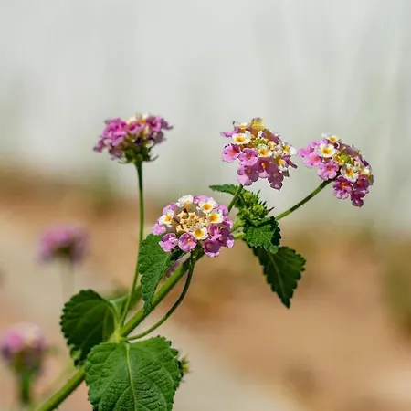 アパート Angela Pefkos