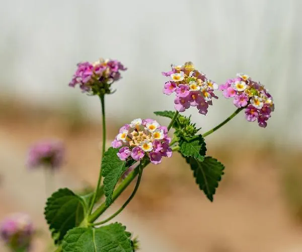 شقة Angela Pefkos